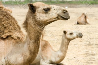 arabian camel in Israels desert