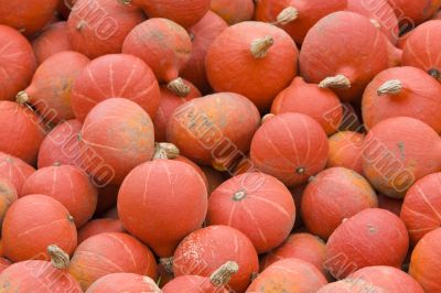 pumpkins