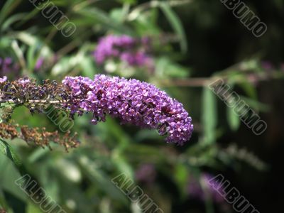 Purple Buddleias
