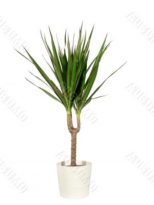 Dracaena in a pot