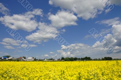 Yellow Meadow Flowers