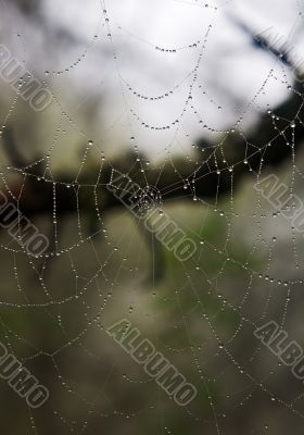 Web with water drops