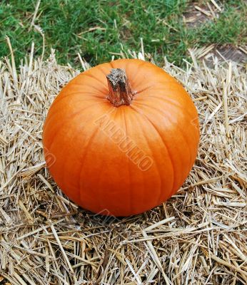 Pumpkin