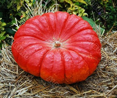 Pumpkin