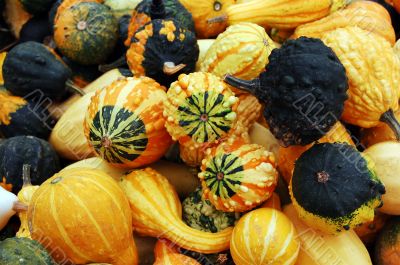 Pumpkin
