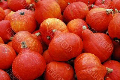 Pumpkin
