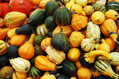 Pumpkin