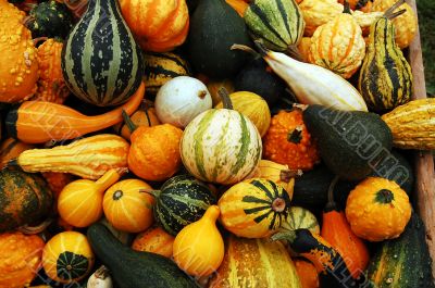 Pumpkin