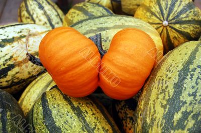 Pumpkin