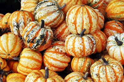 Pumpkin