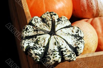 Pumpkin