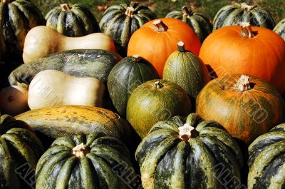 Pumpkin