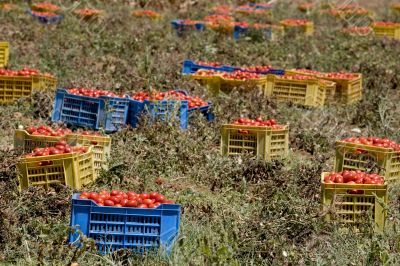  fresh tomatoes, collected in boxes, on the field