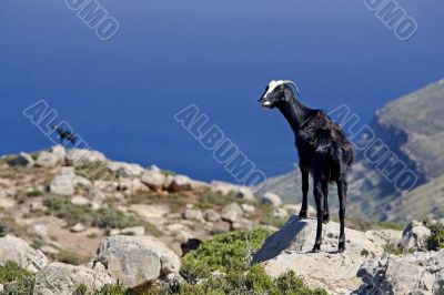 mountain goats