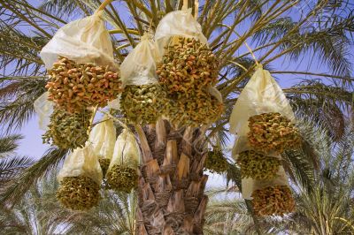 date palm