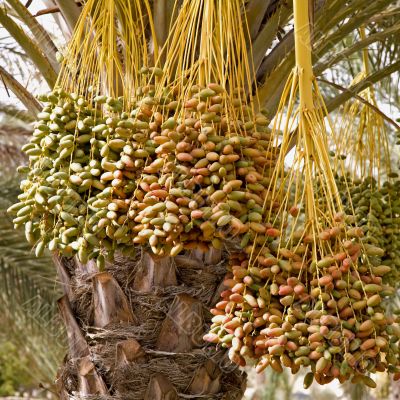 date palm