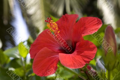 tropical  flowers(Hibiscus)