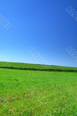 summer country view