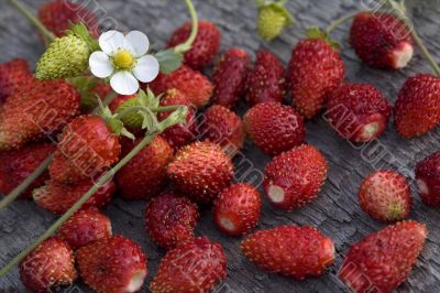 wild strawberry