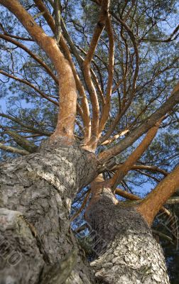 trunks of pine trees