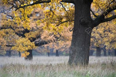 autumn landscape