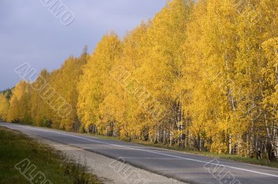 Autumn road