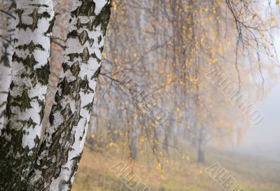 misty birch grove