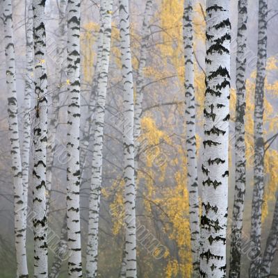 birch forest