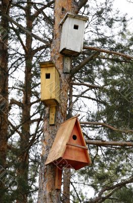 birdhouse at the pine trunk