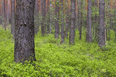 Spring pine forest