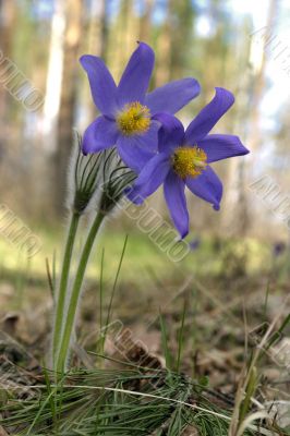 snowdrop flowers