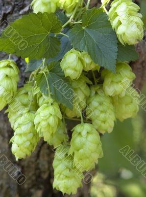 hop cones