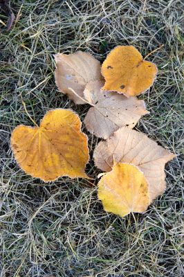 frosty leaves