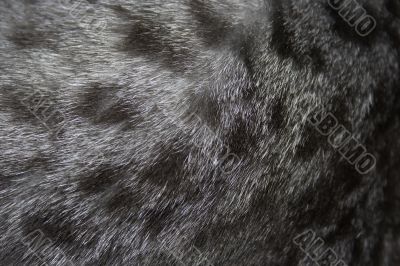 wool of a cat