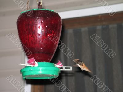 hummingbird drinking out of a feeder