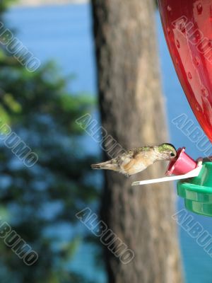 hummingbird drinking out of a feeder