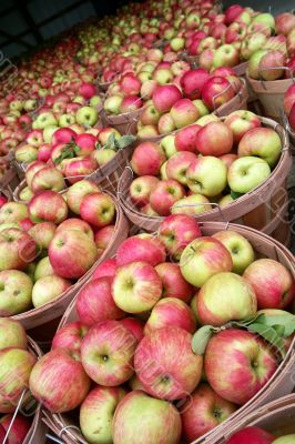 Apples at the Market