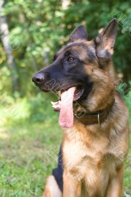 German shepherd