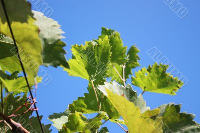 Vine leaves