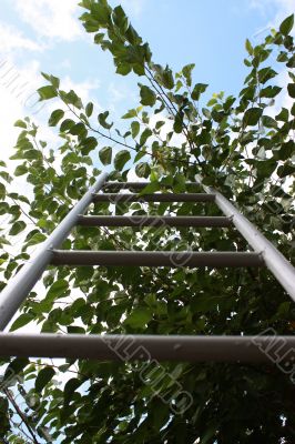 Ladder to sky