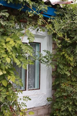 Window in leaf