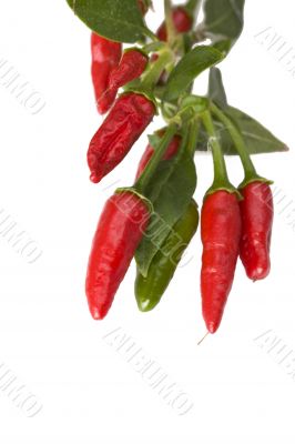 peppers on a tree