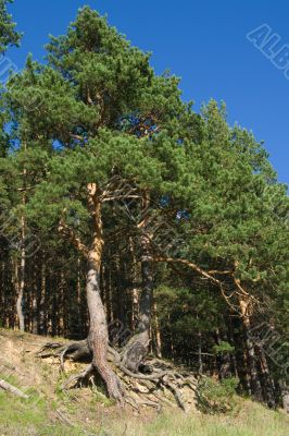Pine trees with curved roots