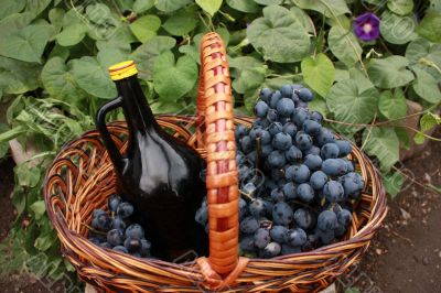 Bottle of wine and grapes in basket