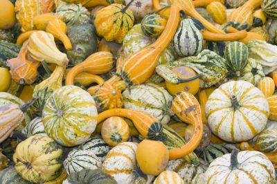 pumpkins