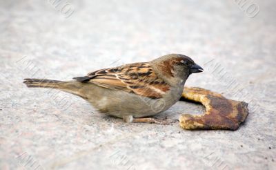 hungry sparrow