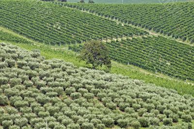 Marche - Landscape