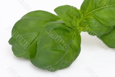 Fresh basil