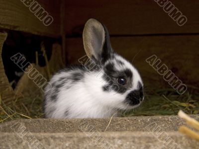 Cute rabbit