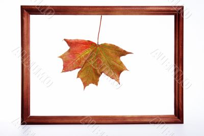 Maple leaf in a framework
